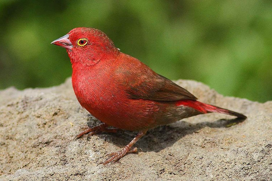 Маленькая красная птичка