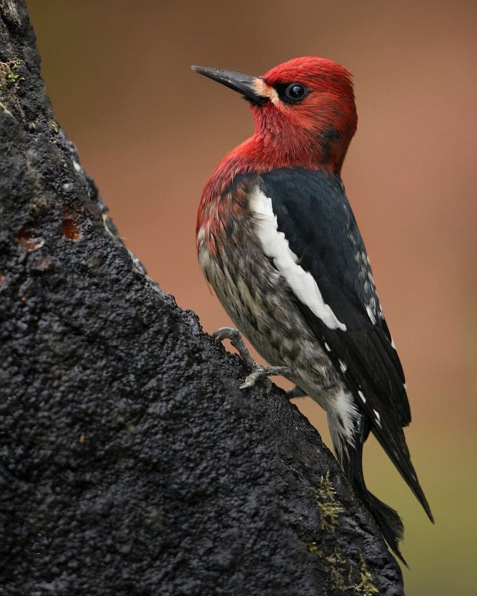 Красногрудый дятел сосун