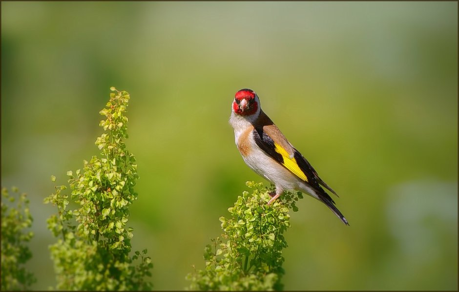 Красноголовый щегол