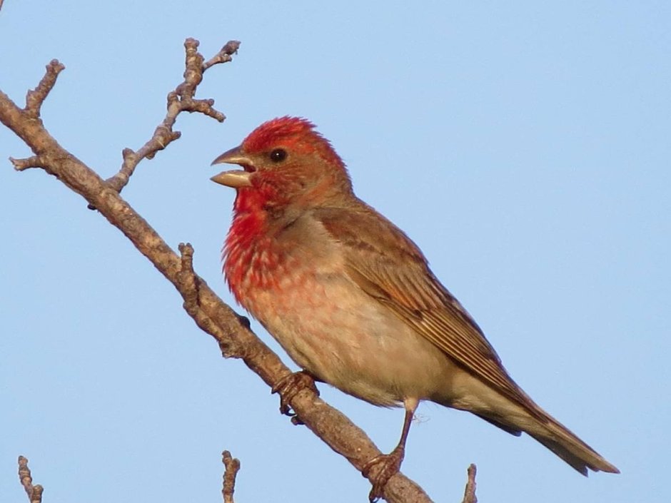 Carpodacus erythrinus