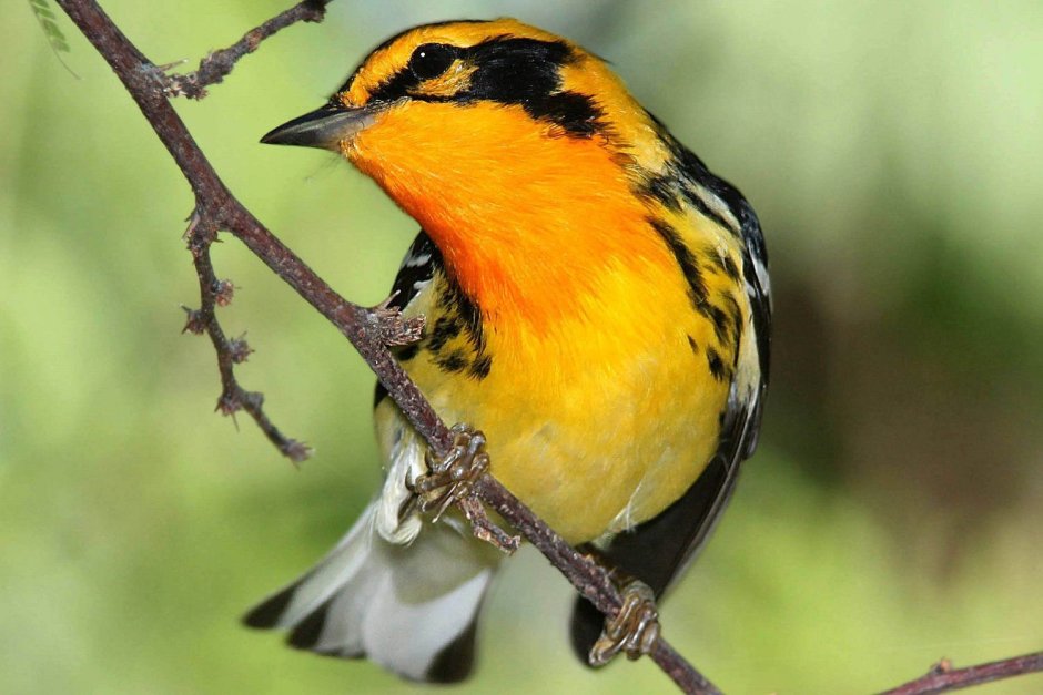 Blackburnian Warbler птица