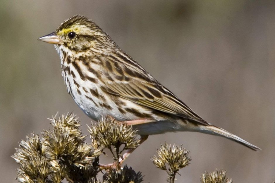 Кузнечиковая саванная овсянка