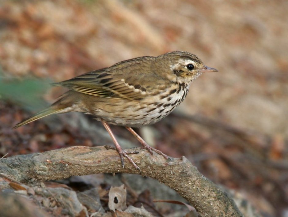 Пятнистый конек