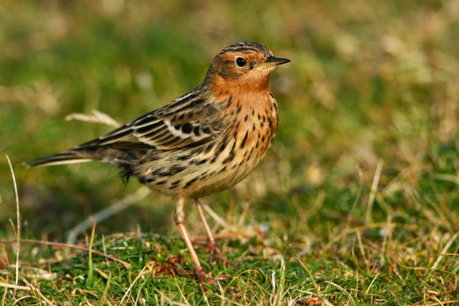 Пятнистая птица