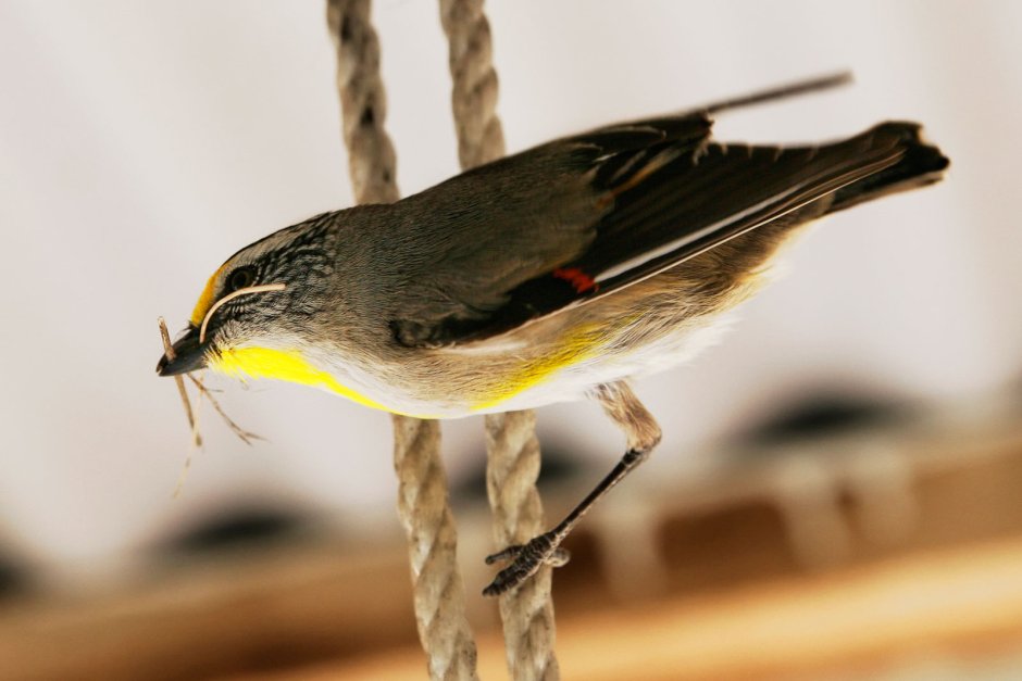 Полосатая Радужная птица