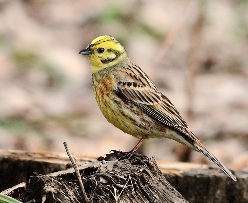 Обыкновенная овсянка