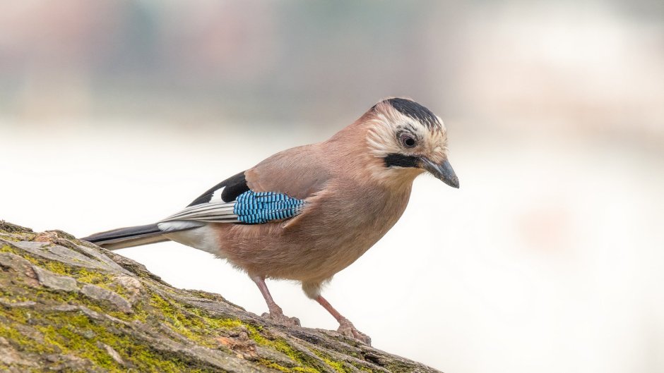 Птица Сойка Крымская