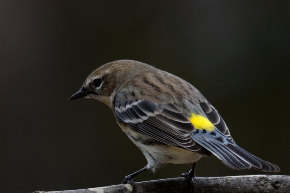 Yellow-Rumped Warbler птица Yellow Rumped