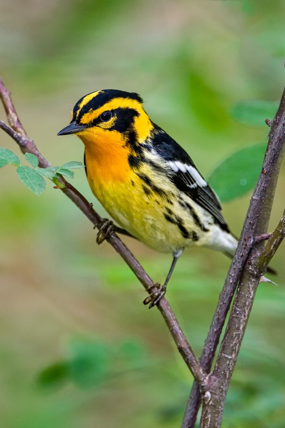 Blackburnian Warbler птица