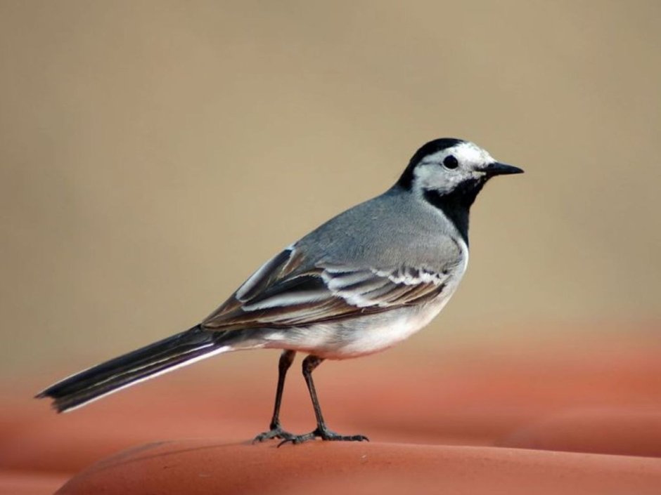 Птичка серенькая трясогузка