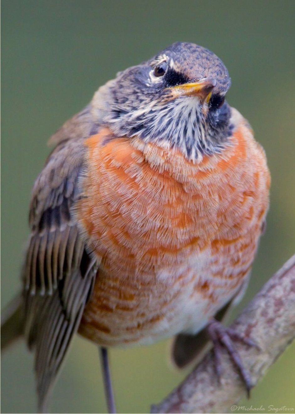 Странствующий Дрозд (turdus migratorius)