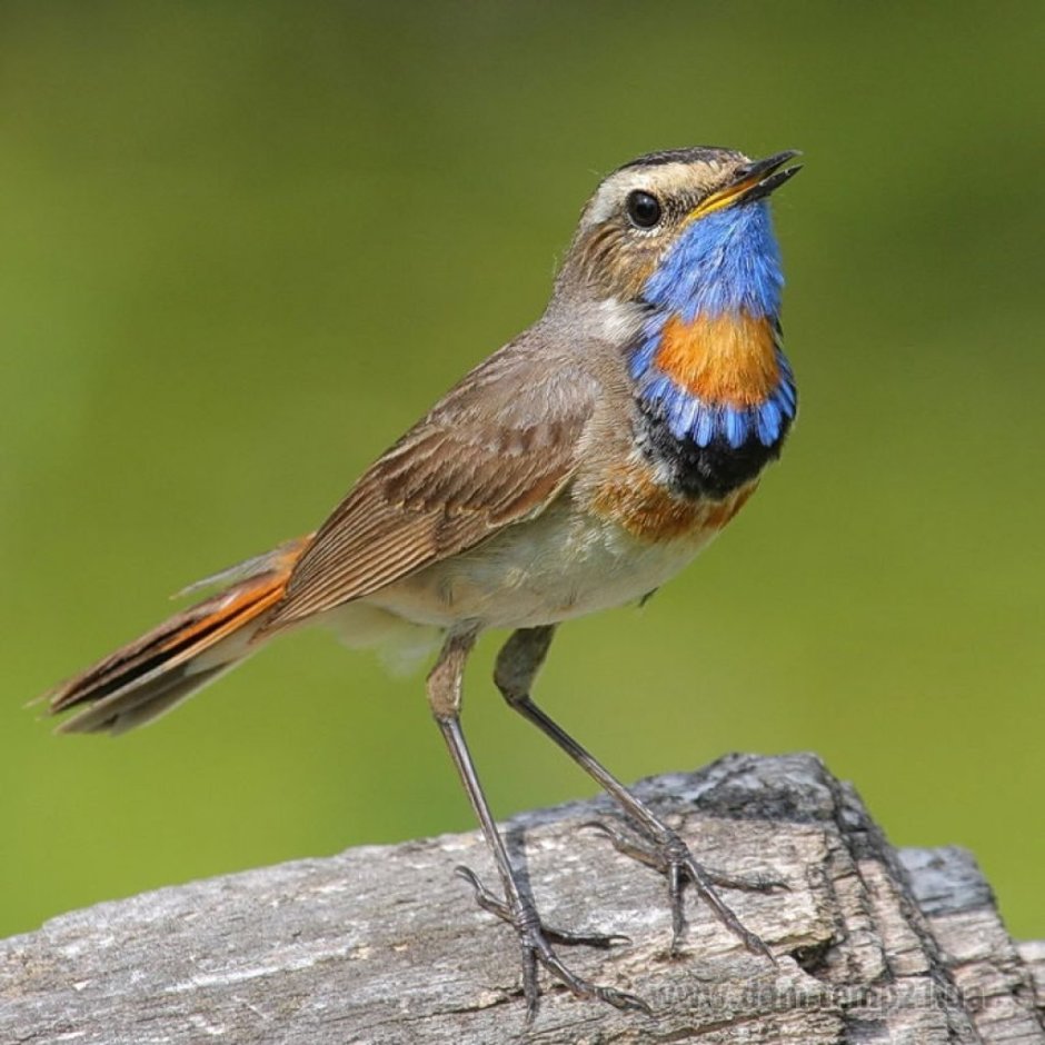 Дрозд варакушка