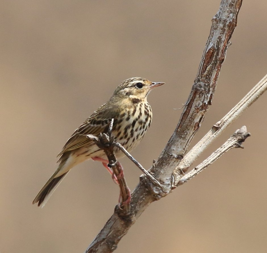 Пятнистый конек Камчатка