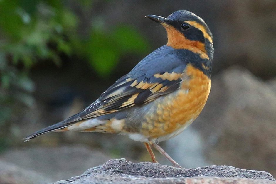 Птицы с оранжевым оперением