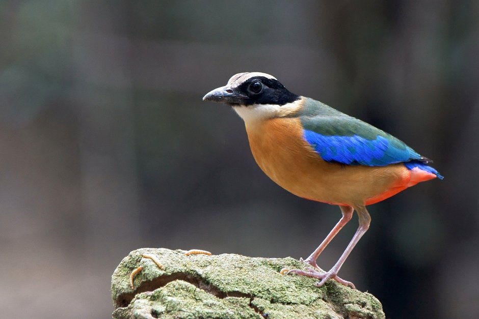 Blue-Winged Pitta