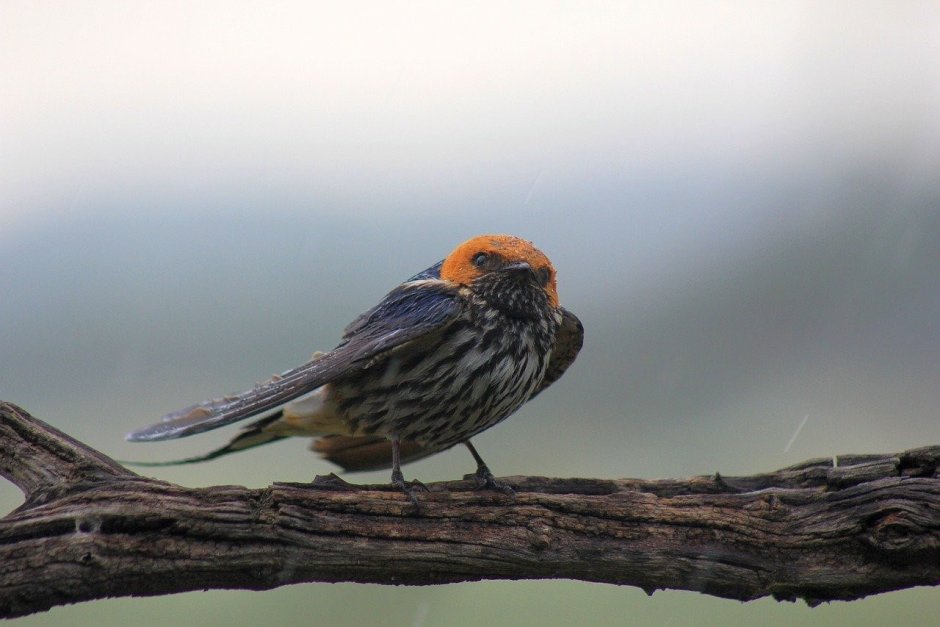 Большие птицы полосатые