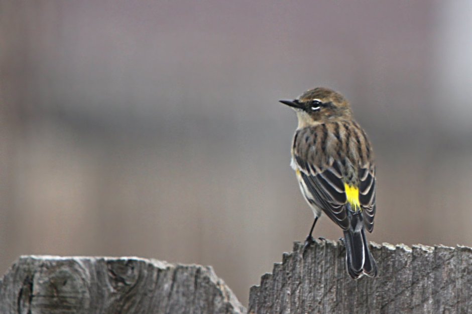 Птица Yellow Rumped Warbler