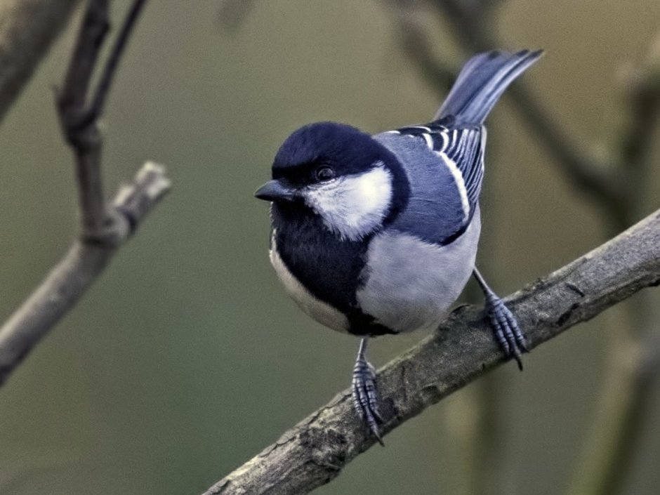 Птица с полосатой грудкой