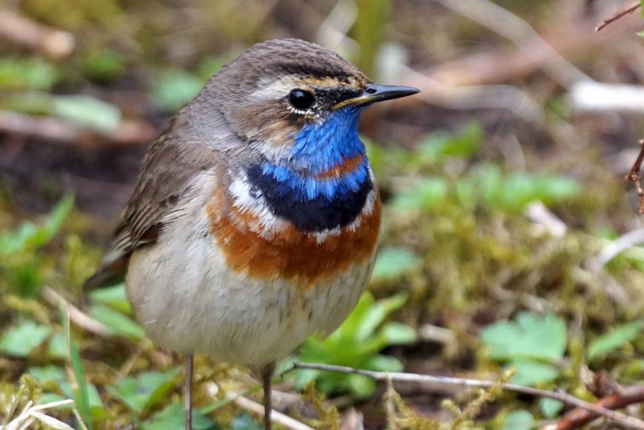 Голубая варакушка