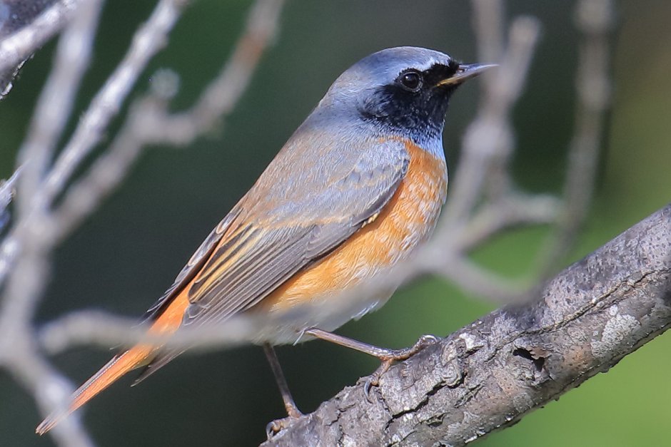 Обыкновенная горихвостка