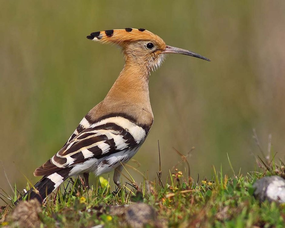 Птица с полосатым хвостом