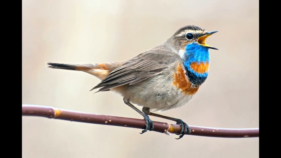 Соловей варакушка