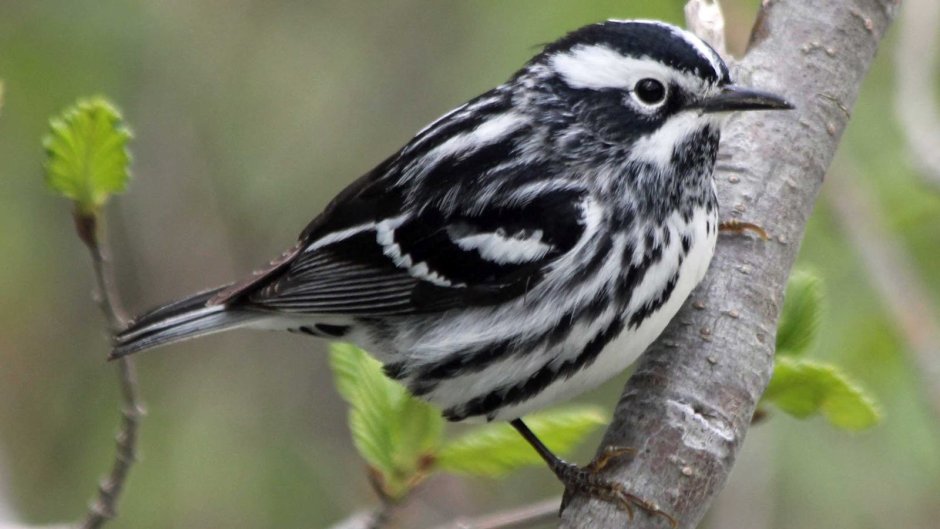 Птичка черно белая
