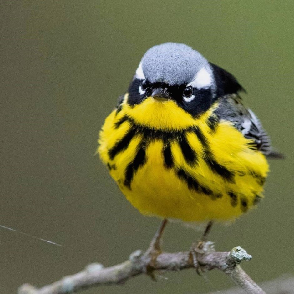 Магнолиевый Лесной певун