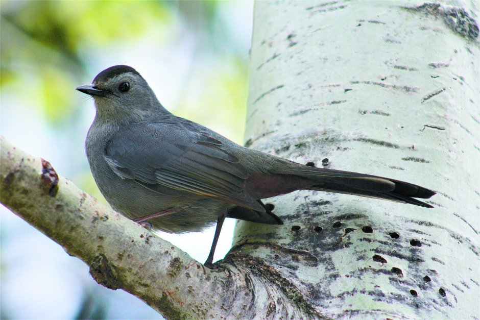 Серый Дрозд (Grey Catbird)