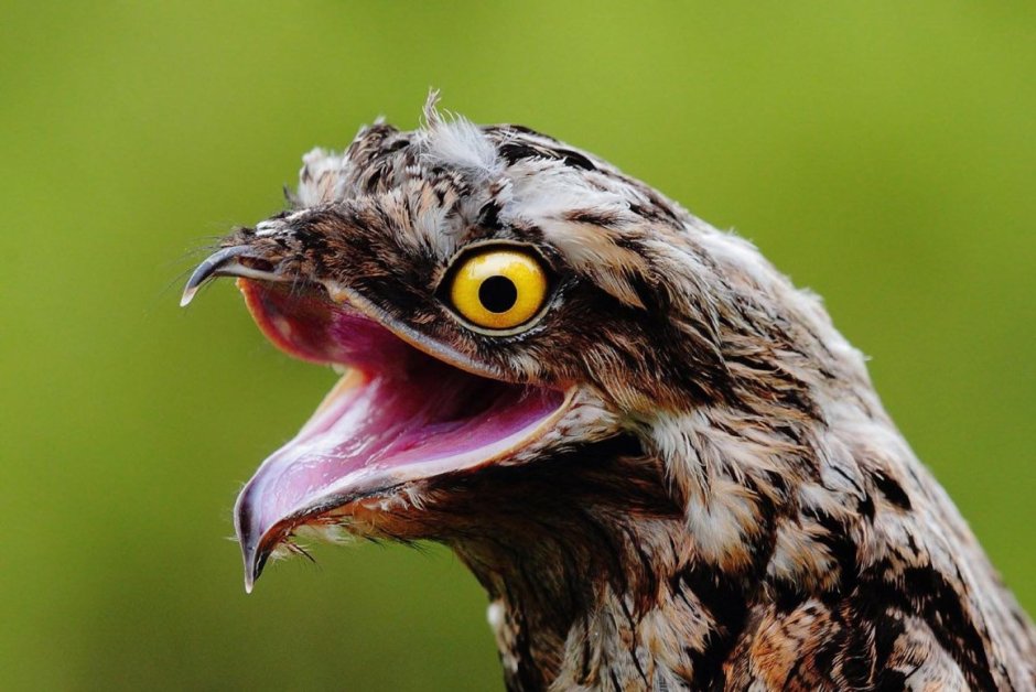 Исполинский Лесной козодой