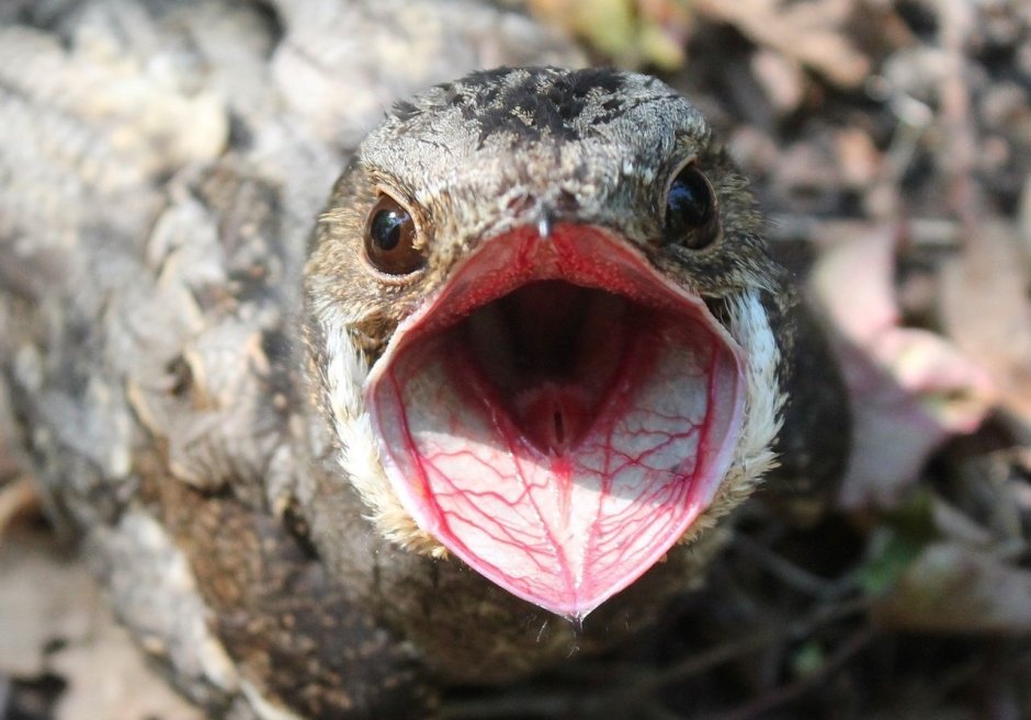 Птенец козодоя