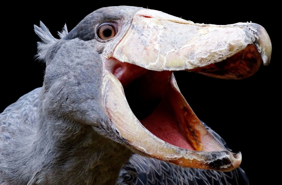 Китоглав скелет