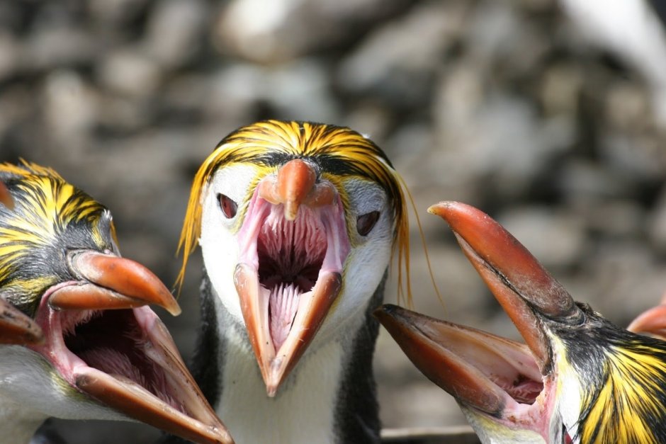 Открытый клюв пингвина