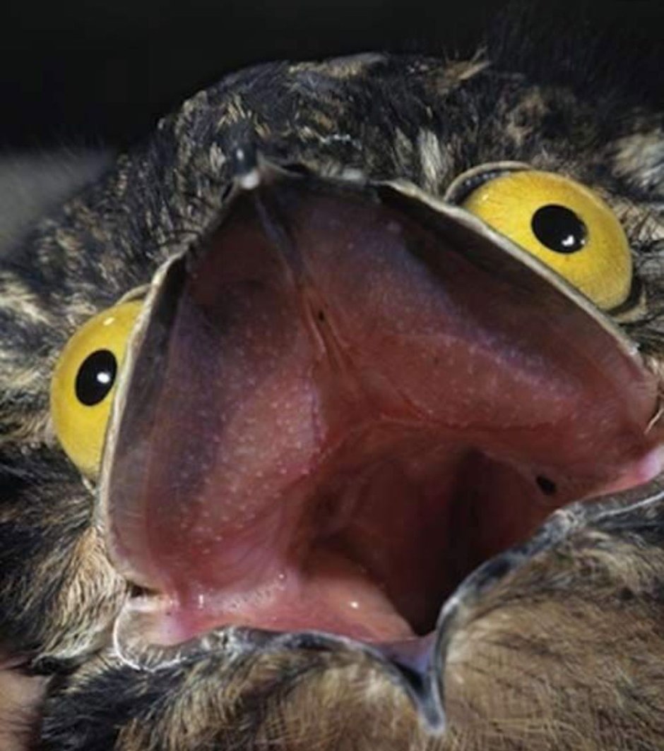 Американский козодой