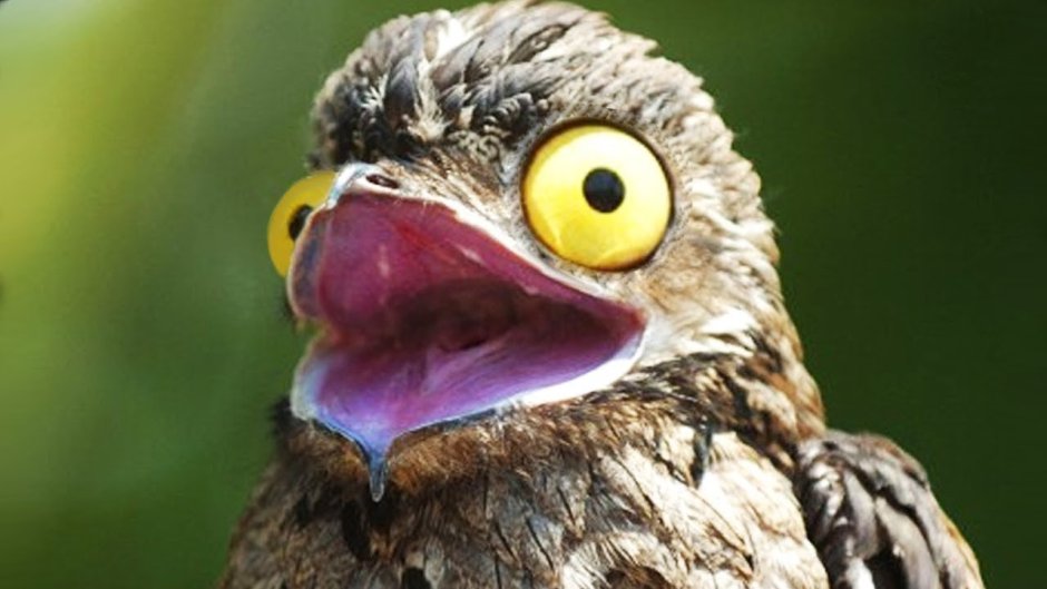 Исполинский козодой птенец