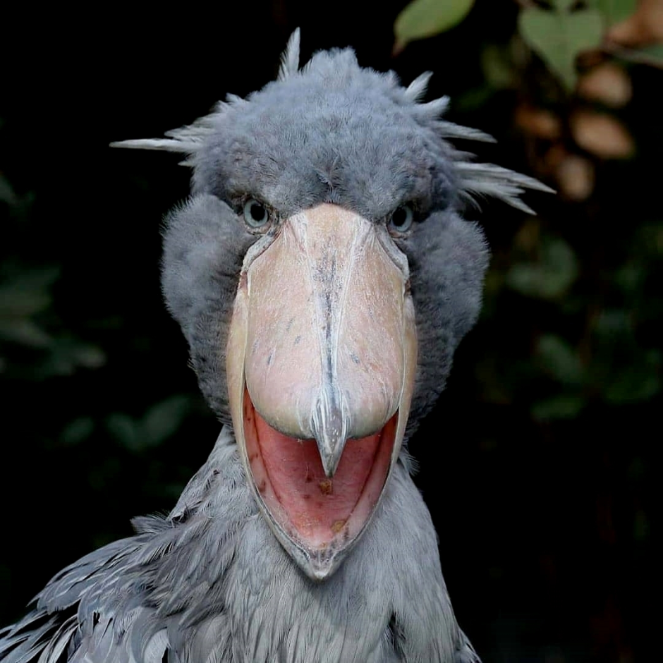 Самая большая птица в мире китоглав