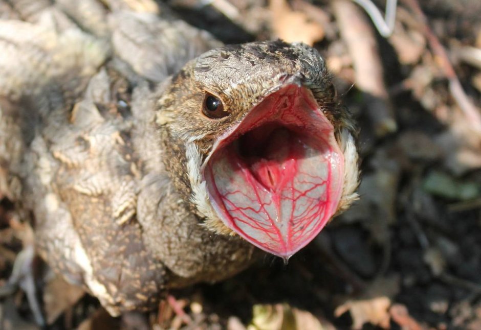 Клюв козодоя