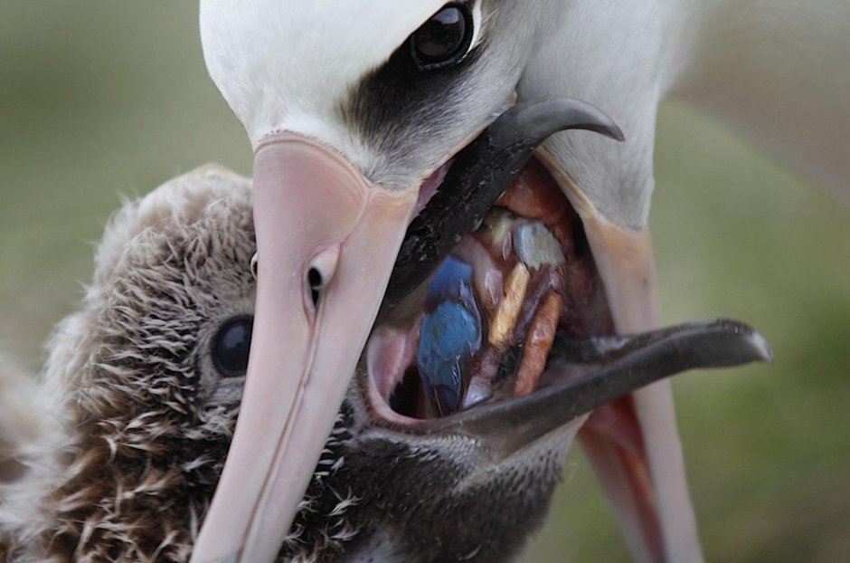Рот птицы