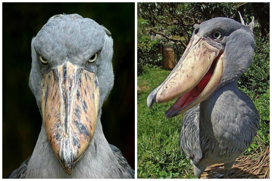 Зоб у китоглава