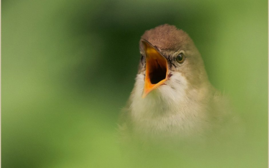 Птица с открытым ртом