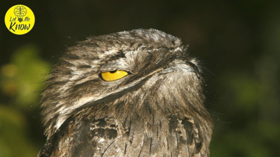 Исполинский Лесной козодой