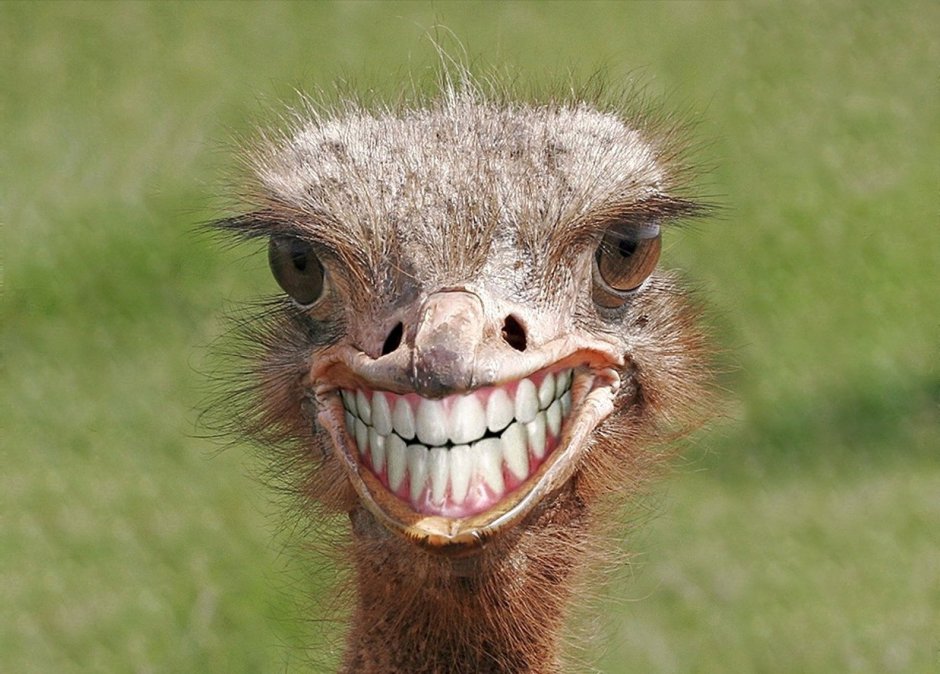 Страус с зубами