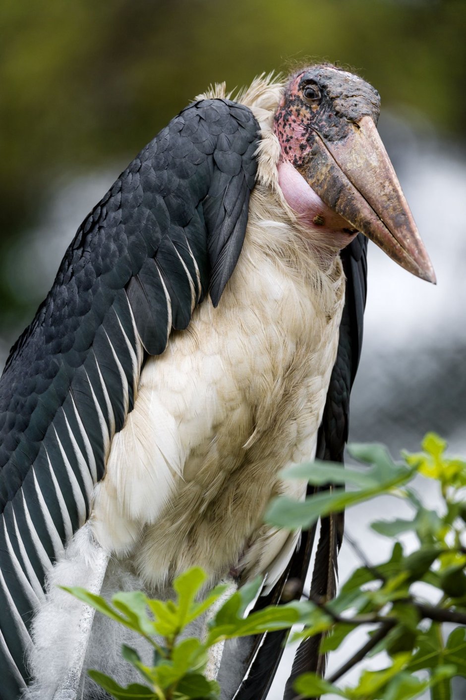 Африканский Марабу