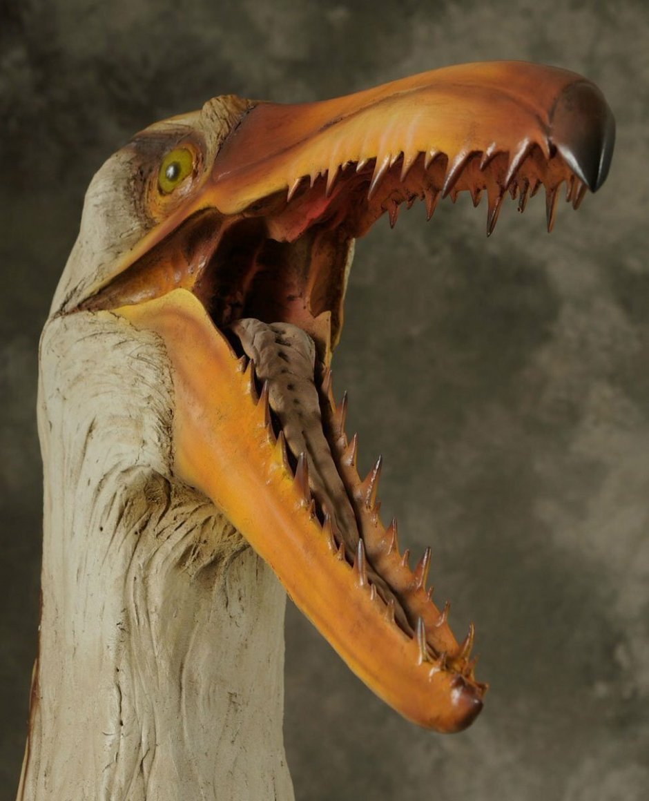 Пелагорнис Сандерса