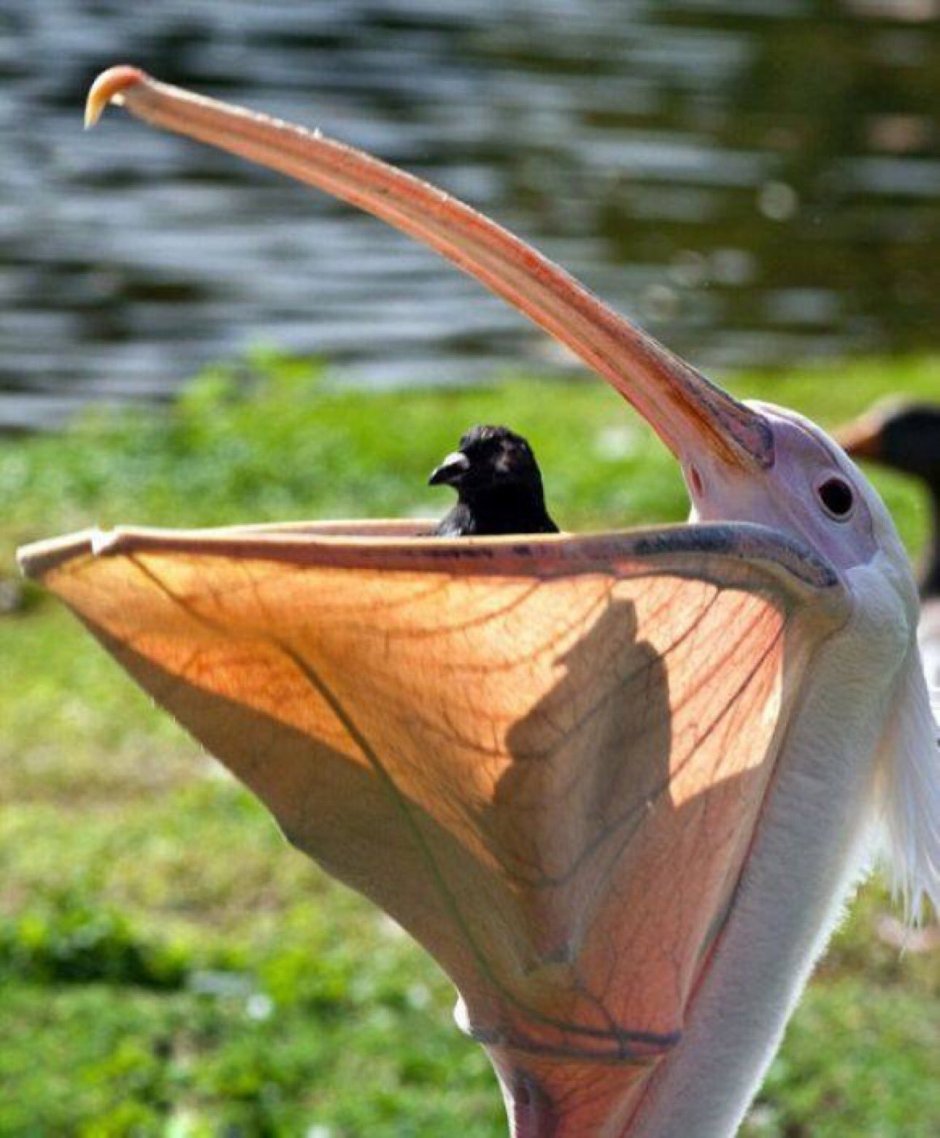 Пеликан проглотил голубя