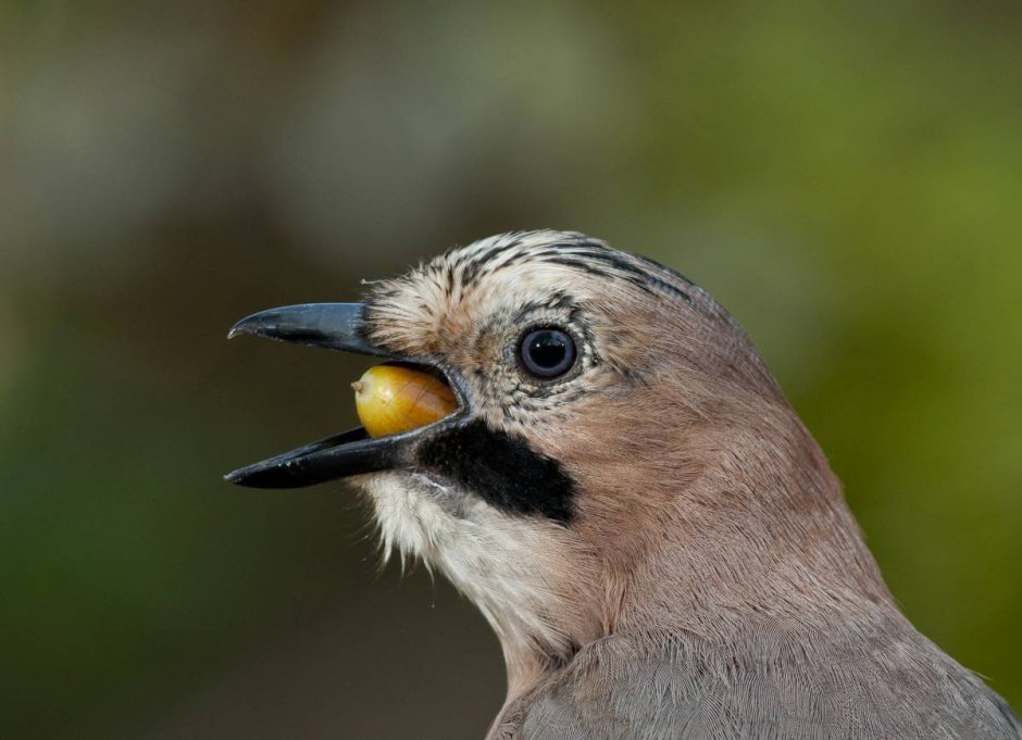 Сойка обыкновенная клюв
