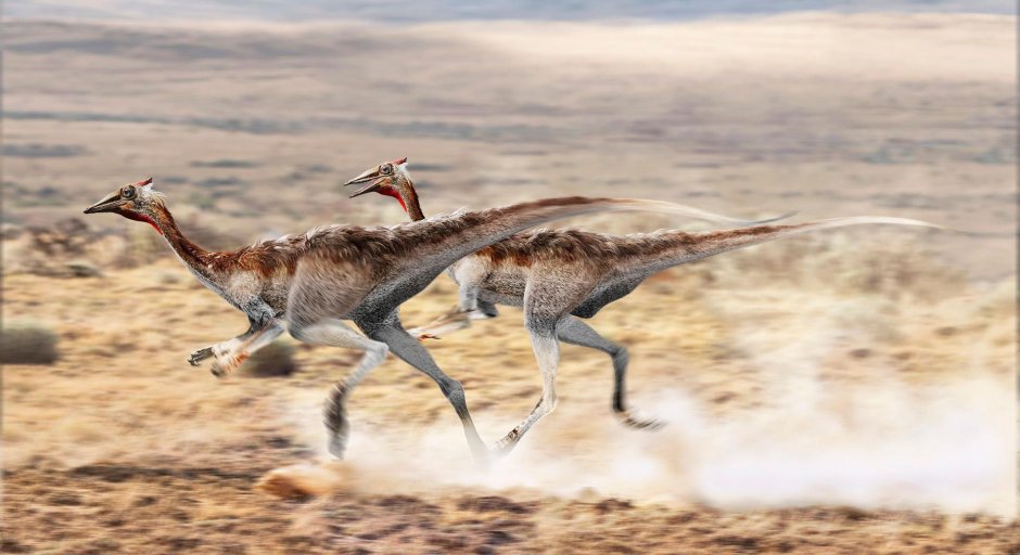 Пелеканимимус