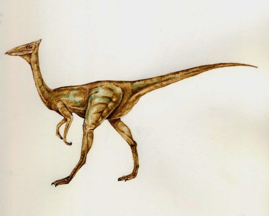 Пелеканимим динозавр