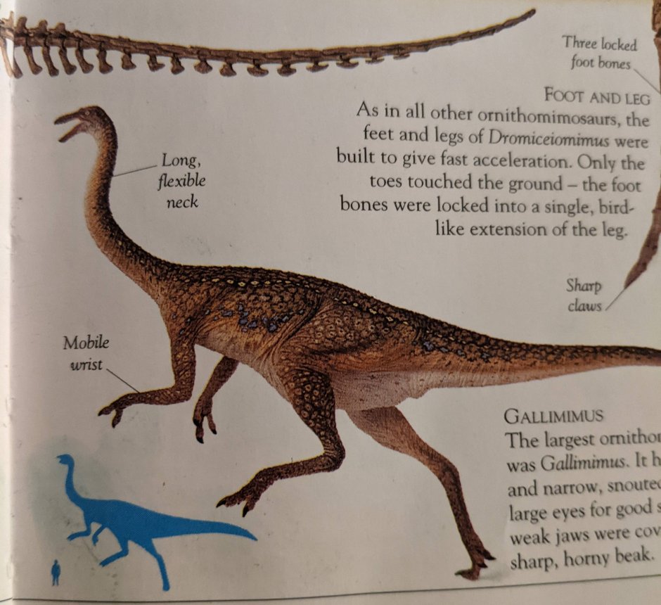 Галлимимус динозавр характеристики