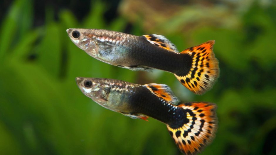 Poecilia reticulata Dragon Guppy
